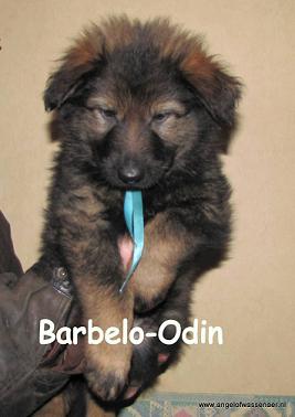 Barbelo-Odin, 7 wk